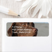 Chocolate Lab retouradres mailinglabel Etiket (Insitu)