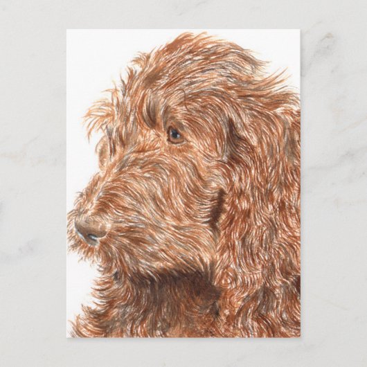 Chocolate Labradoodle Briefkaart (Voorkant)