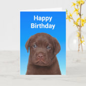 Chocolate Labrador Birthday Kaart (Gele Bloem)