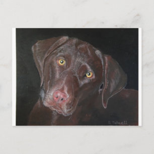 Chocolate Labrador Briefkaart