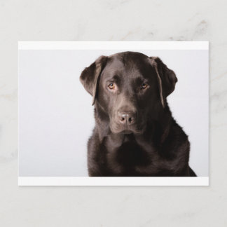 Chocolate Labrador Briefkaart