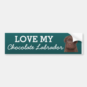 Chocolate Labrador Bumpersticker