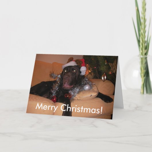 Chocolate Labrador Christmas Kaarten (Voorkant)
