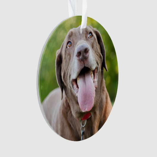 Chocolate Labrador Dog (devant)