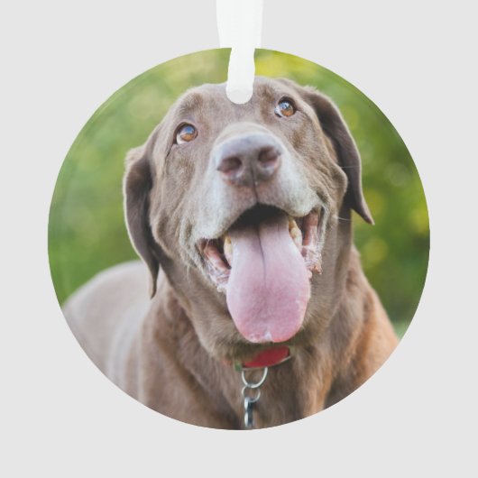 Chocolate Labrador Dog (dos)