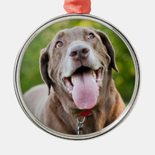 Chocolate Labrador Dog Metalen Ornament