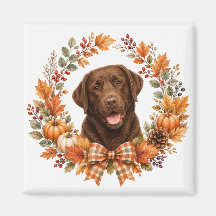 Chocolate Labrador Herfst