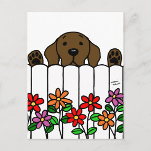 Chocolate Labrador kijkt naar jou Briefkaart