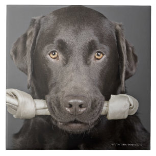 Chocolate Labrador Tegeltje