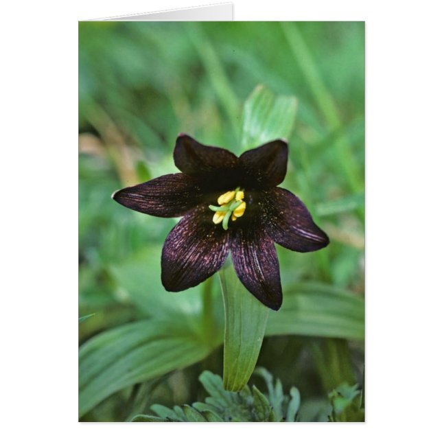 Chocolate Lily (Voorkant)