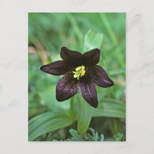 Chocolate Lily Briefkaart