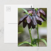 Chocolate Lily:Briefkaart Briefkaart (Voorkant / Achterkant)