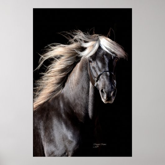Chocolate Rocky Mountain Horse Poster (Voorkant)
