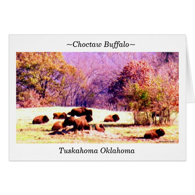 ~Choctaw Buffalo~ (Devant horizontal)