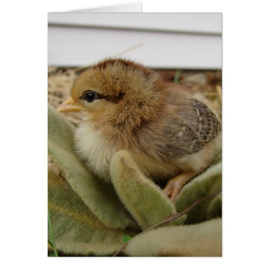 Choisir un Feuille (Devant)