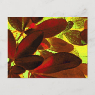 Choisya Autumn 2 briefkaart