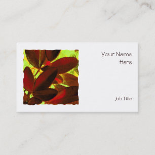 Choisya Autumn 2 vierkante visitekaartje wit