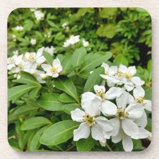 Choisya Ternata Bier Onderzetter (Voorkant)