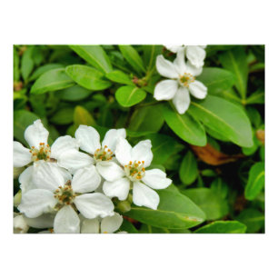 Choisya Ternata Foto Afdruk