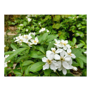 Choisya Ternata Foto Afdruk