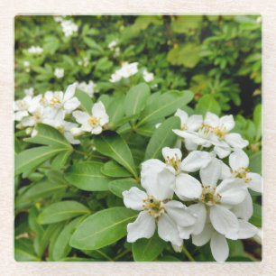 Choisya Ternata Glazen Onderzetter