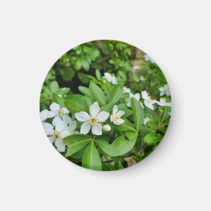 Choisya Ternata Magneet