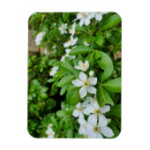 Choisya Ternata Magneet (Verticaal)