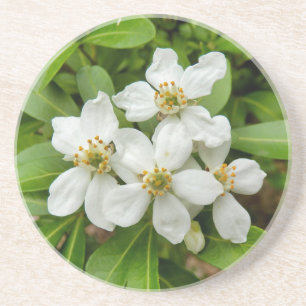 Choisya Ternata Zandsteen Onderzetter