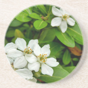 Choisya Ternata Zandsteen Onderzetter