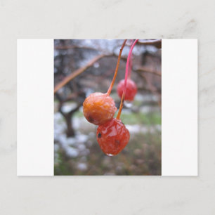 Choke cherry briefkaart