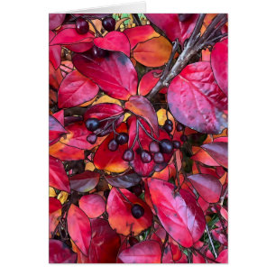 Chokecherries d'automne - Carte d'art de 5 po x 7