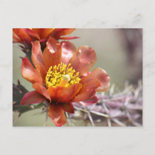 Cholla Bloom Briefkaart