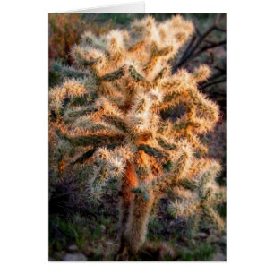 Cholla brillante