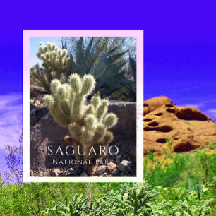 Cholla Cactus, Agave, Saguaro National Park, AZ Po Briefkaart