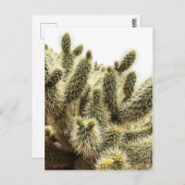 Cholla Cactus Briefkaart (Voorkant / Achterkant)