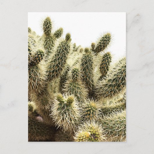Cholla Cactus Briefkaart (Voorkant)