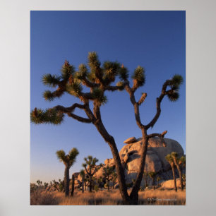 Cholla cactus en Pet Rock, Joshua Tree Poster