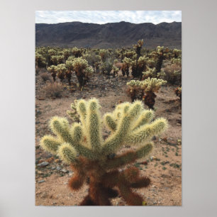 Cholla Cactus Joshua Tree Park Foto Poster
