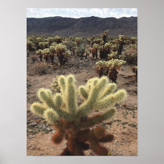 Cholla Cactus Joshua Tree Park Poster (Voorkant)