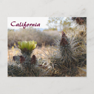 Cholla Cactus & Landscape Briefkaart