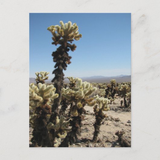Cholla Garden - Joshua Tree Briefkaart (Voorkant)