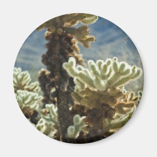 Cholla Middag Magneet (Voorkant)