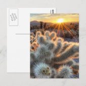 Chollas Cactus Sunrise Briefkaart (Voorkant / Achterkant)
