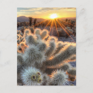 Chollas Cactus Sunrise Briefkaart