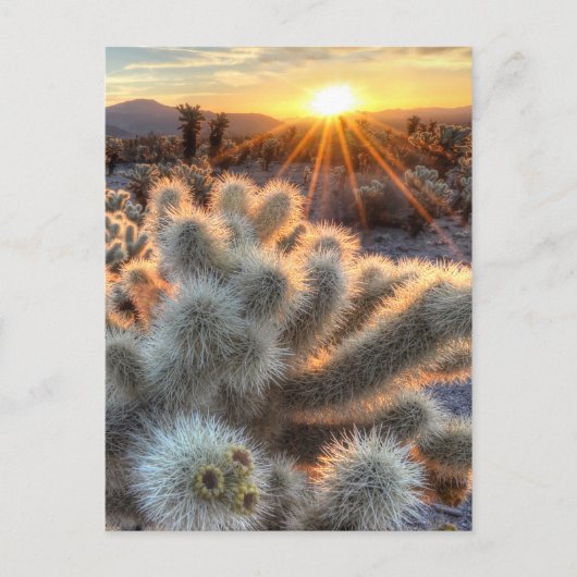 Chollas Cactus Sunrise Briefkaart (Voorkant)