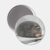 Chonky seal Magnet Magneet (Voorkant / Achterkant)