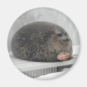 Chonky seal Magnet Magneet