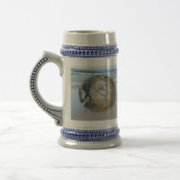 Stein de méduse échouée