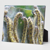 Chou affamé Plaque de chenilles blanches (Côté)