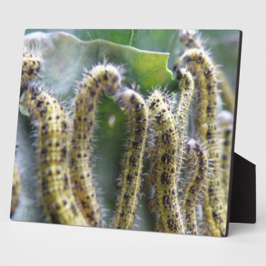 Chou affamé Plaque de chenilles blanches (Côté)